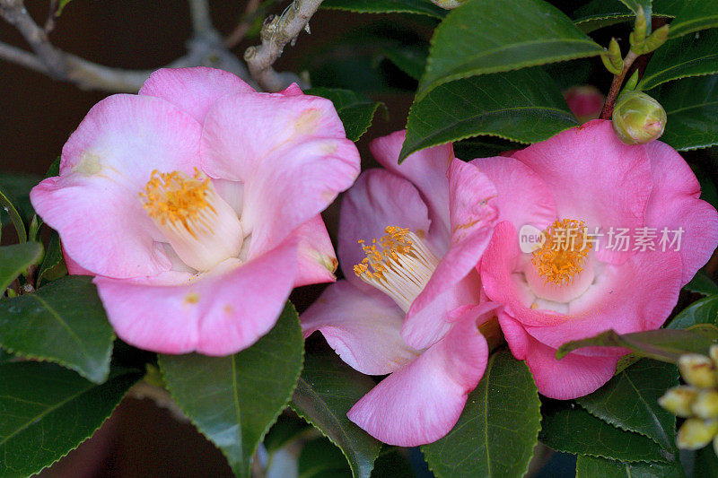 茶花/日本茶花